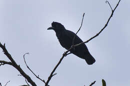 Image of Amazonian Umbrellabird