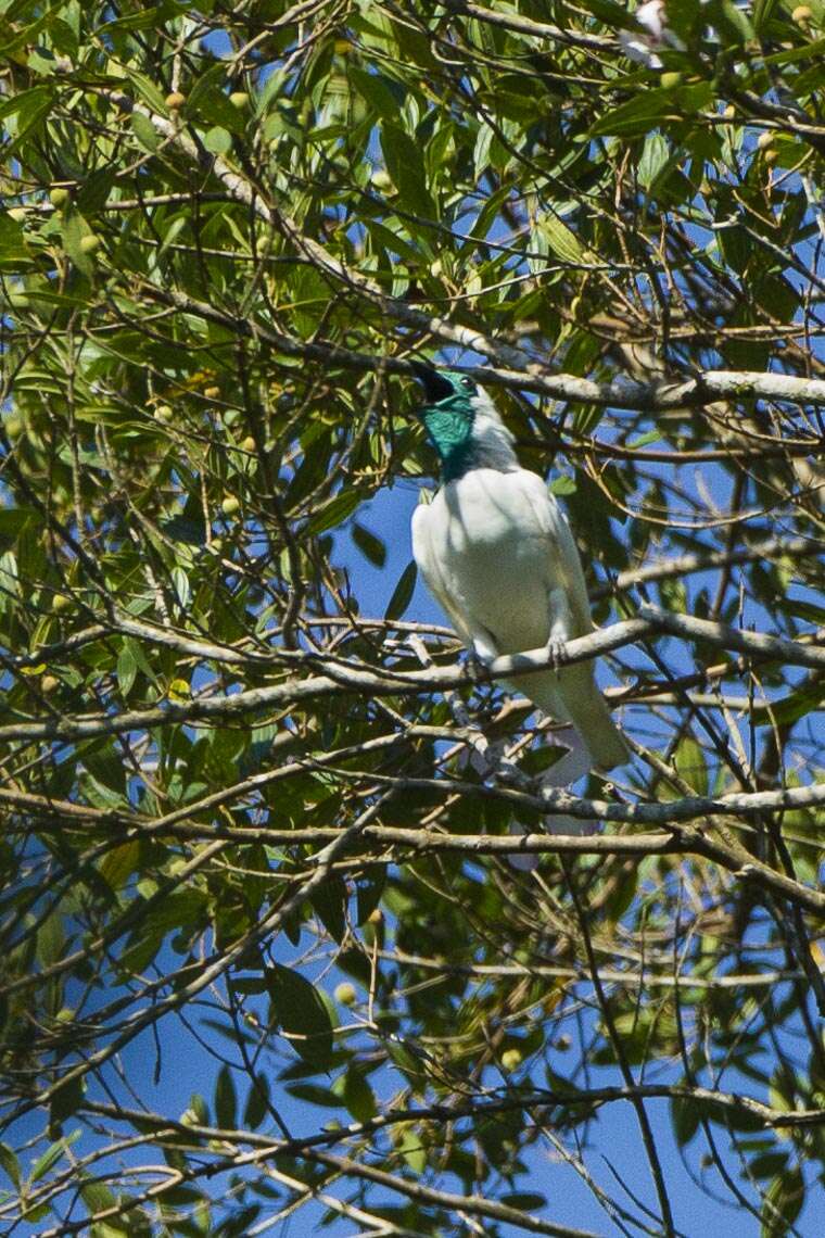 Image of Bare-throated Bellbird