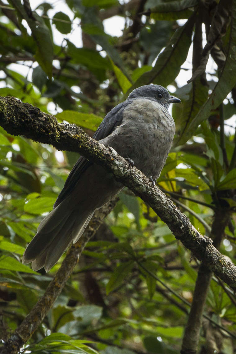 Image of Dusky Piha