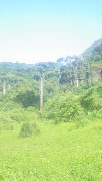 Image of Suarez baobab