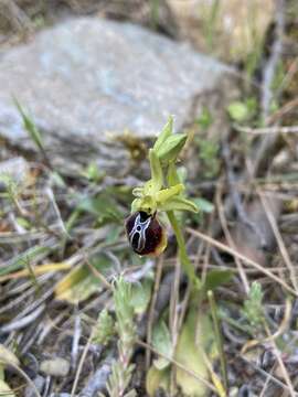 Image of Ophrys sphegodes subsp. aesculapii (Renz) Soó ex J. J. Wood