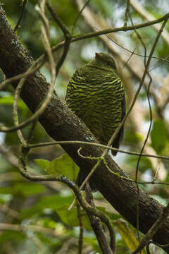 Image of Barred Fruiteater