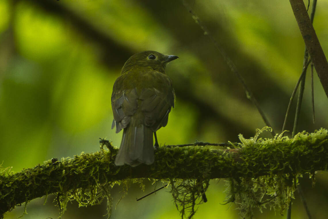 Image de Cotinga olivâtre