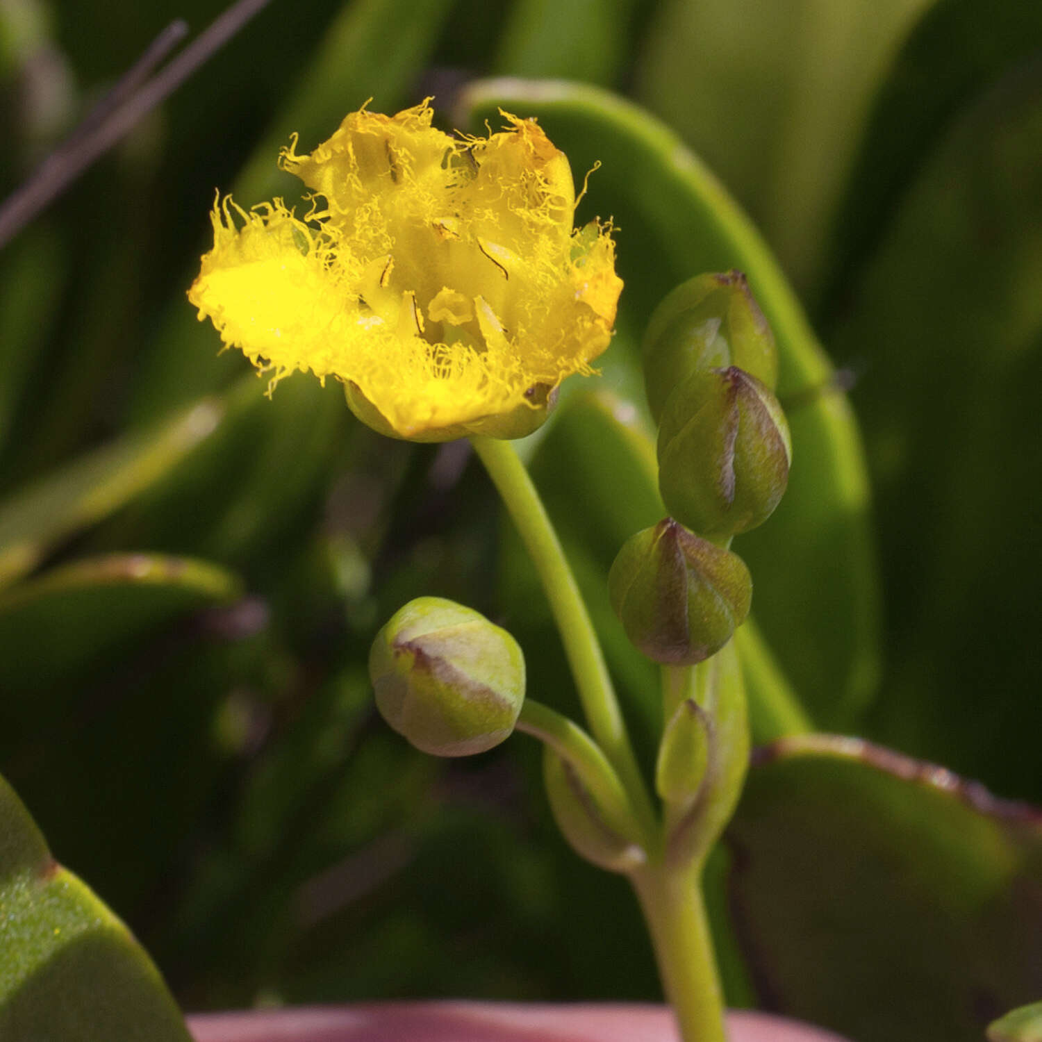 Image of Villarsia manningiana Ornduff