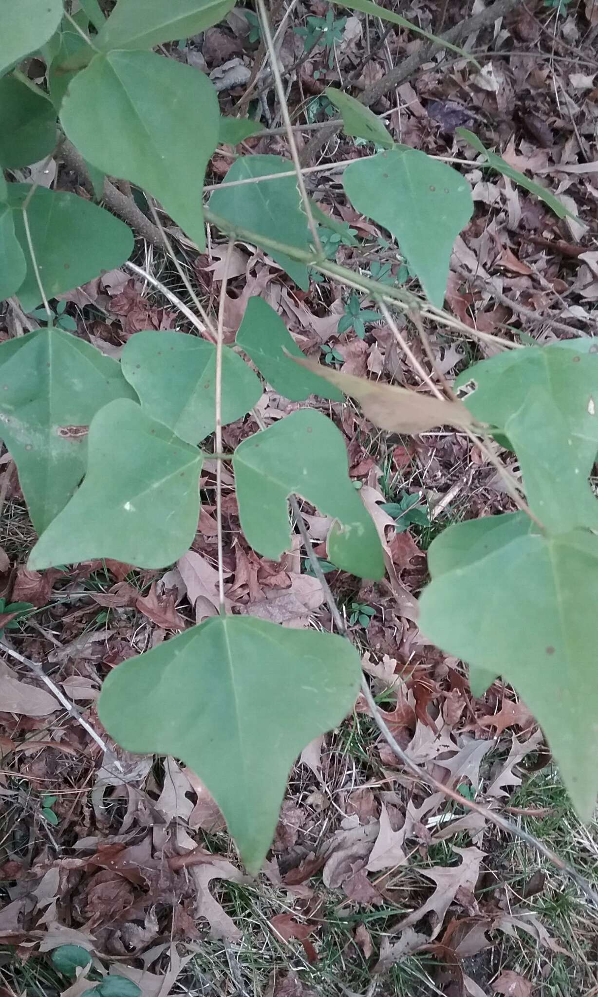 Слика од Erythrina herbacea L.