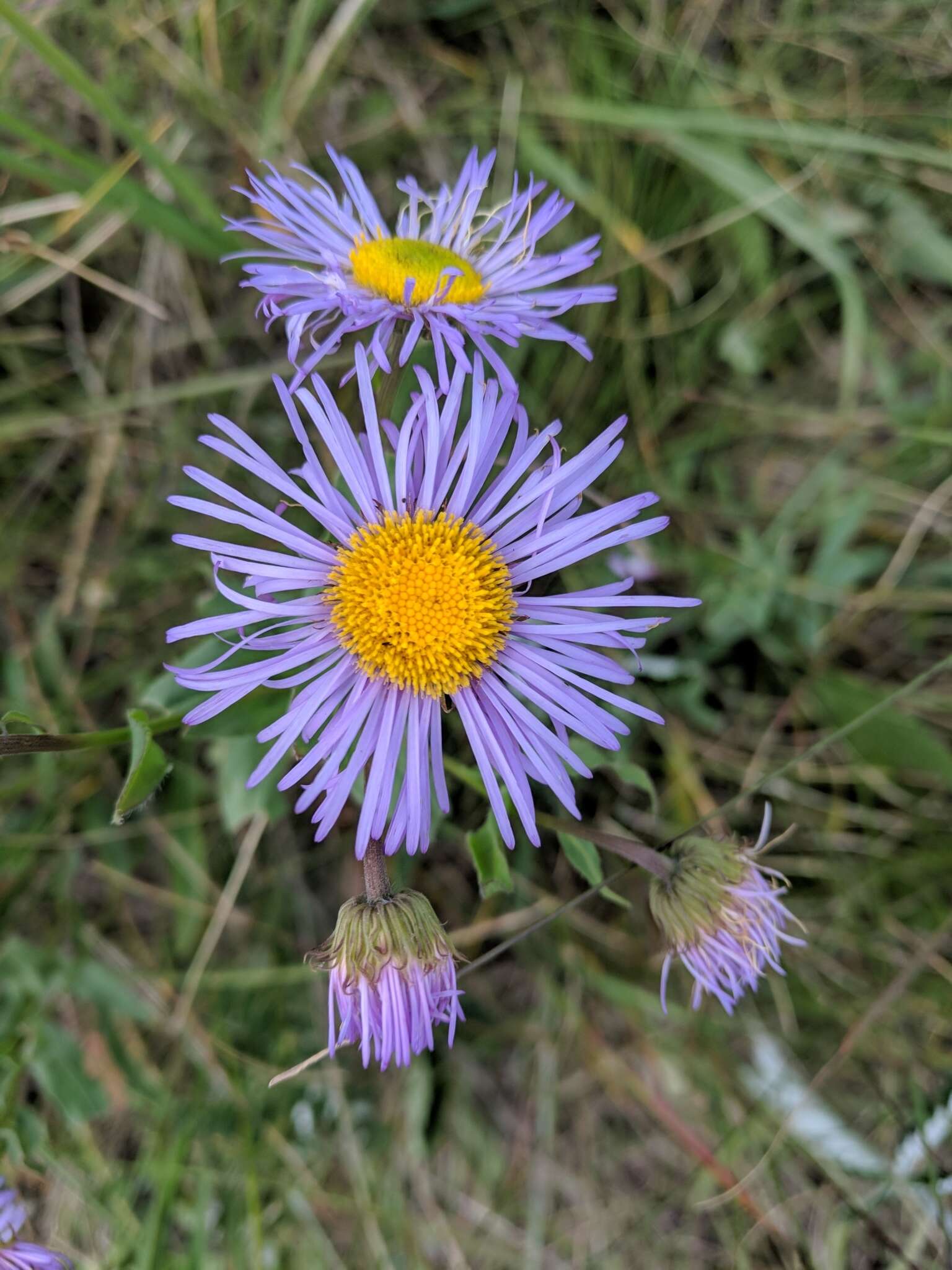 Image of aspen fleabane