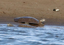 Image of Midland Smooth Softshell Turtle