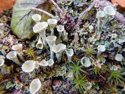 Image of Mealy Pixie-cup Lichen