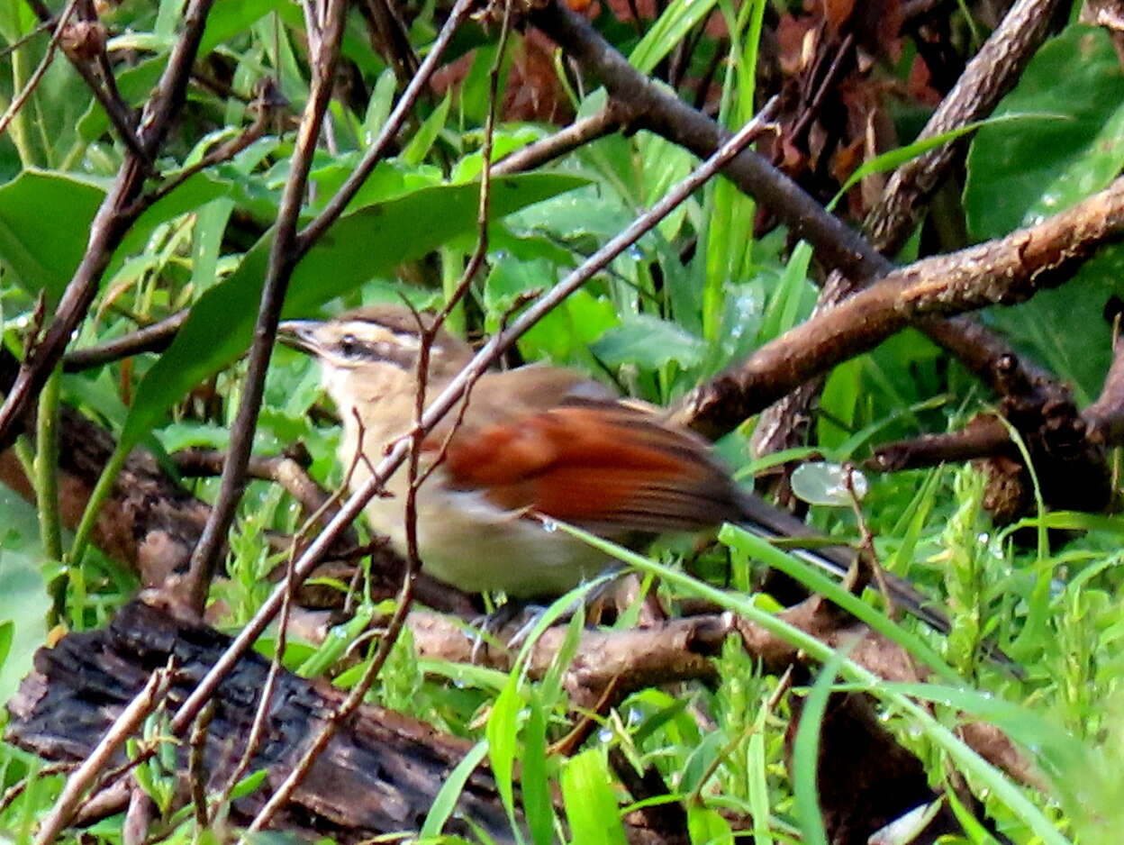 Tchagra australis australis (Smith & A 1836)的圖片