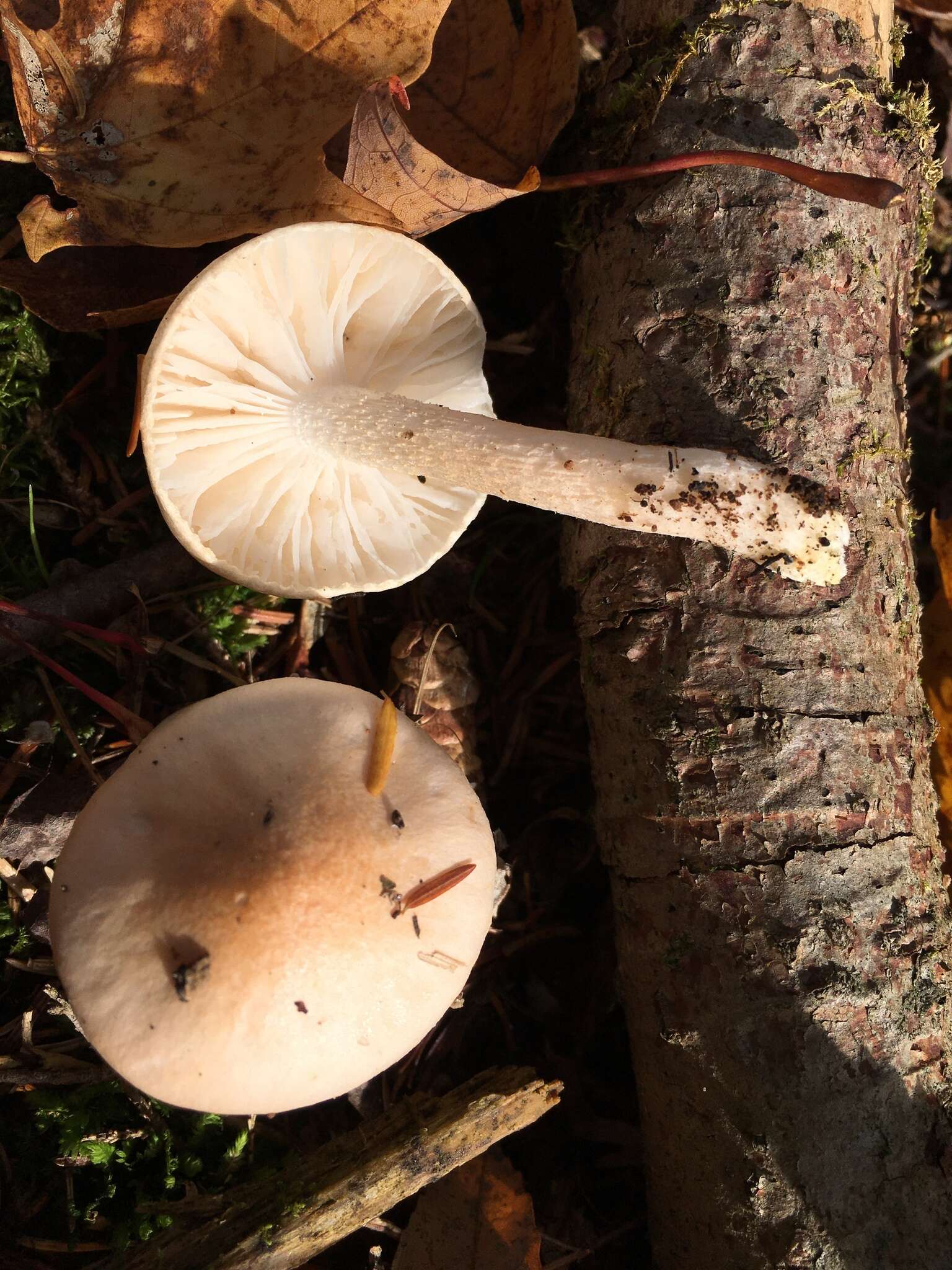 Image of Hygrophorus pudorinus (Fr.) Fr. 1836