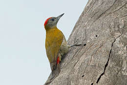 Image of Olive Woodpecker