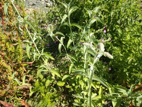 Image of Mentha longifolia var. asiatica (Boriss.) Rech. fil.