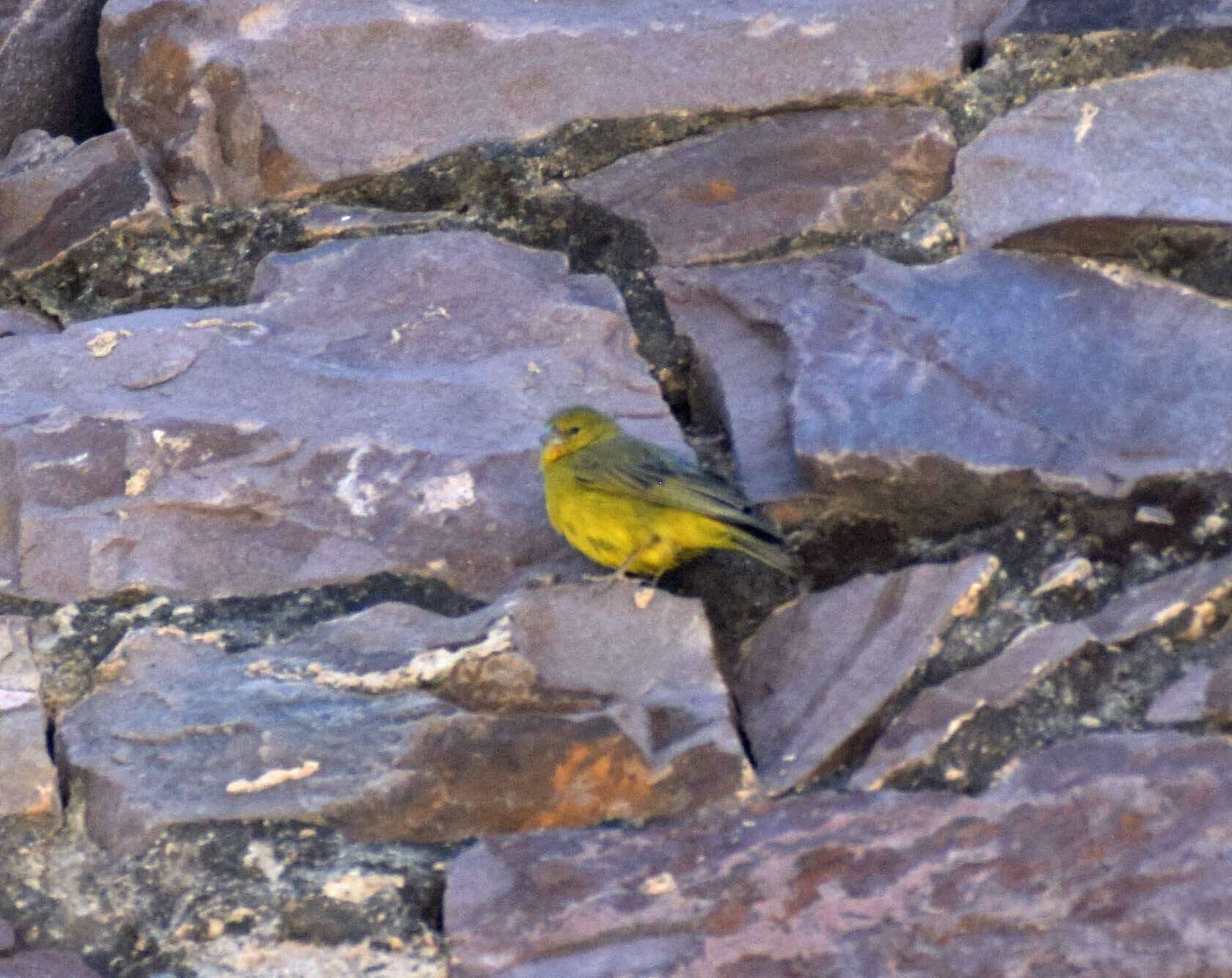 Image of Puna Yellow Finch