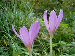 Image of Autumn crocus