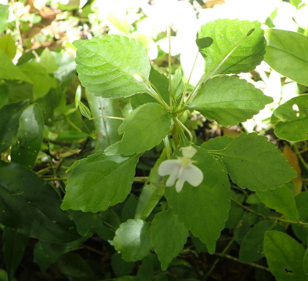 Image of Impatiens hochstetteri subsp. hochstetteri