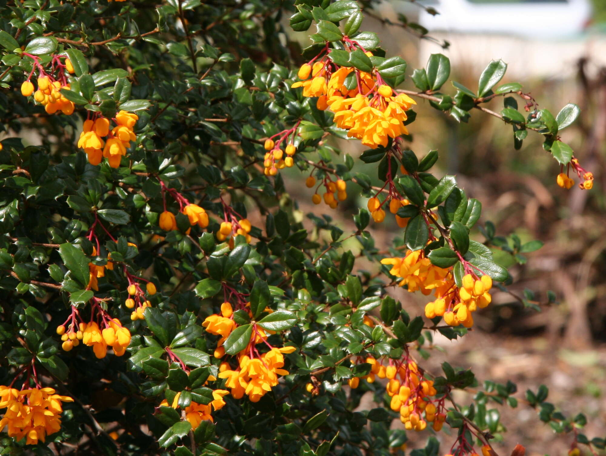 Image of Darwin's berberis