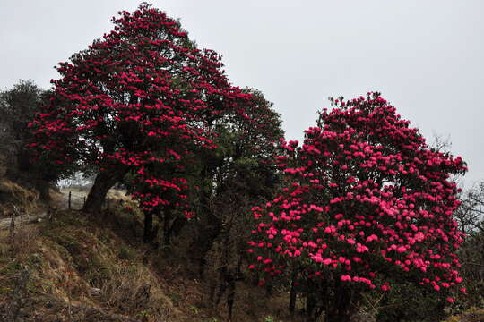 Image of Tree Rhododendron