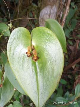 Imagem de Pleurothallis cordata (Ruiz & Pav.) Lindl.