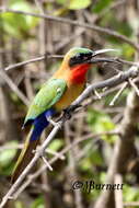 Image of Red-throated Bee-eater