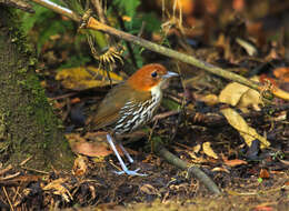 Image of Chestnut-crowned Antpitta