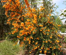 Image of Darwin's berberis