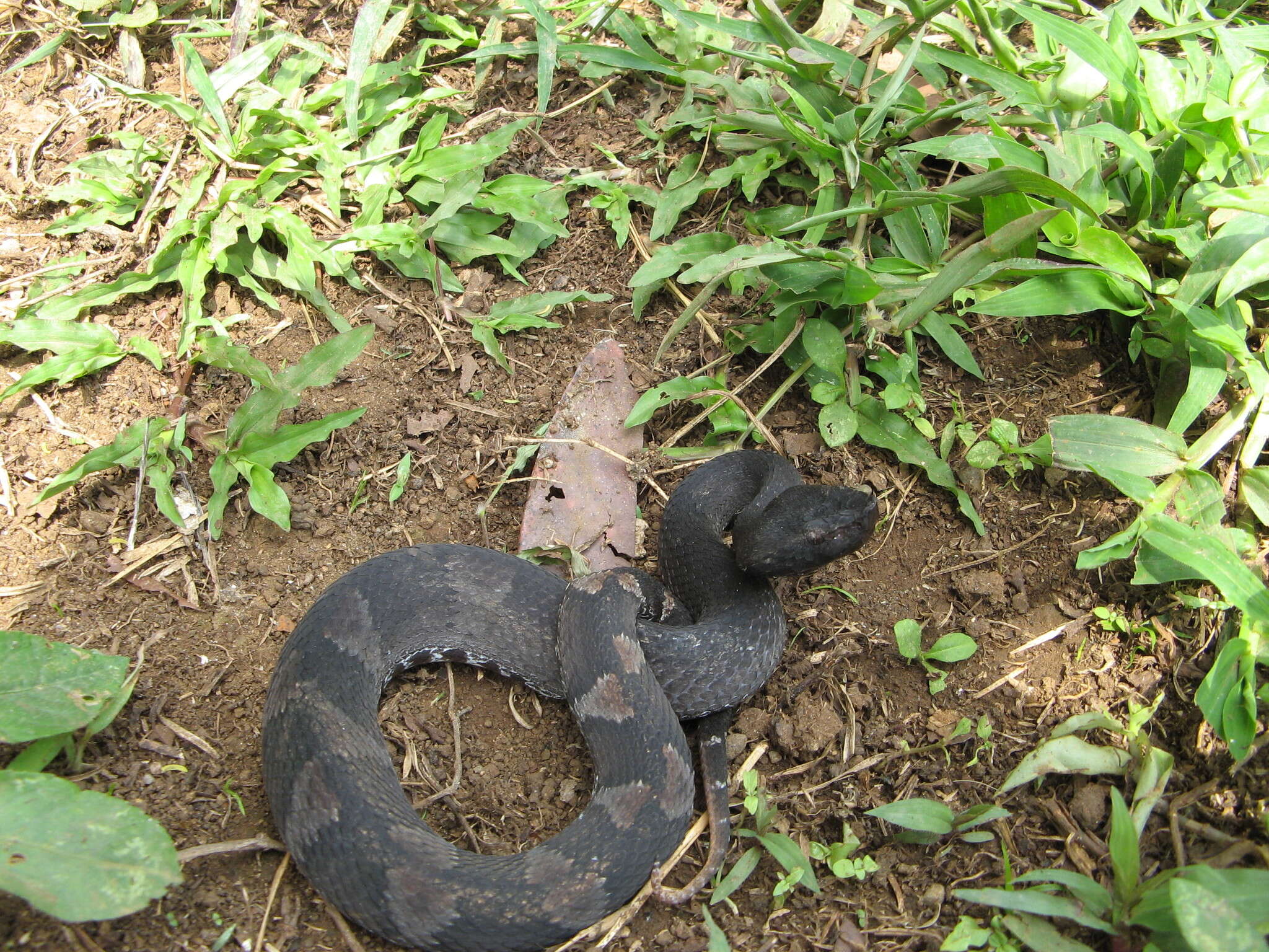 Image of Bothrocophias hyoprora (Amaral 1935)