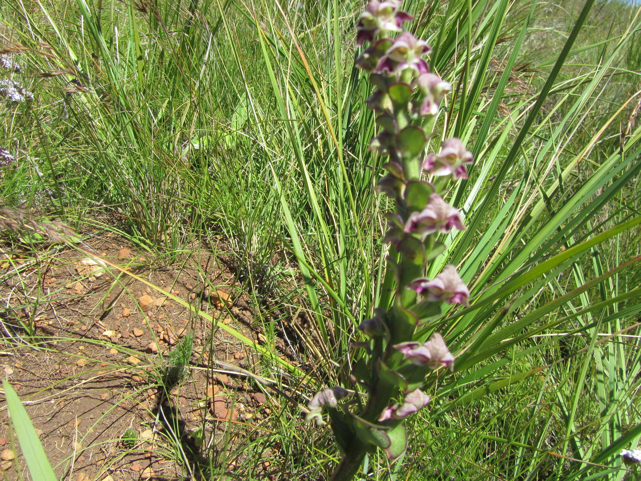 Image of Disperis renibractea Schltr.