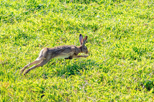 Sivun Lepus europaeus europaeus Pallas 1778 kuva