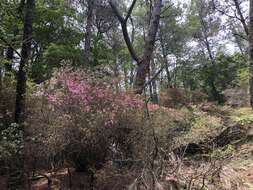 Imagem de Rhododendron rubropilosum Hayata