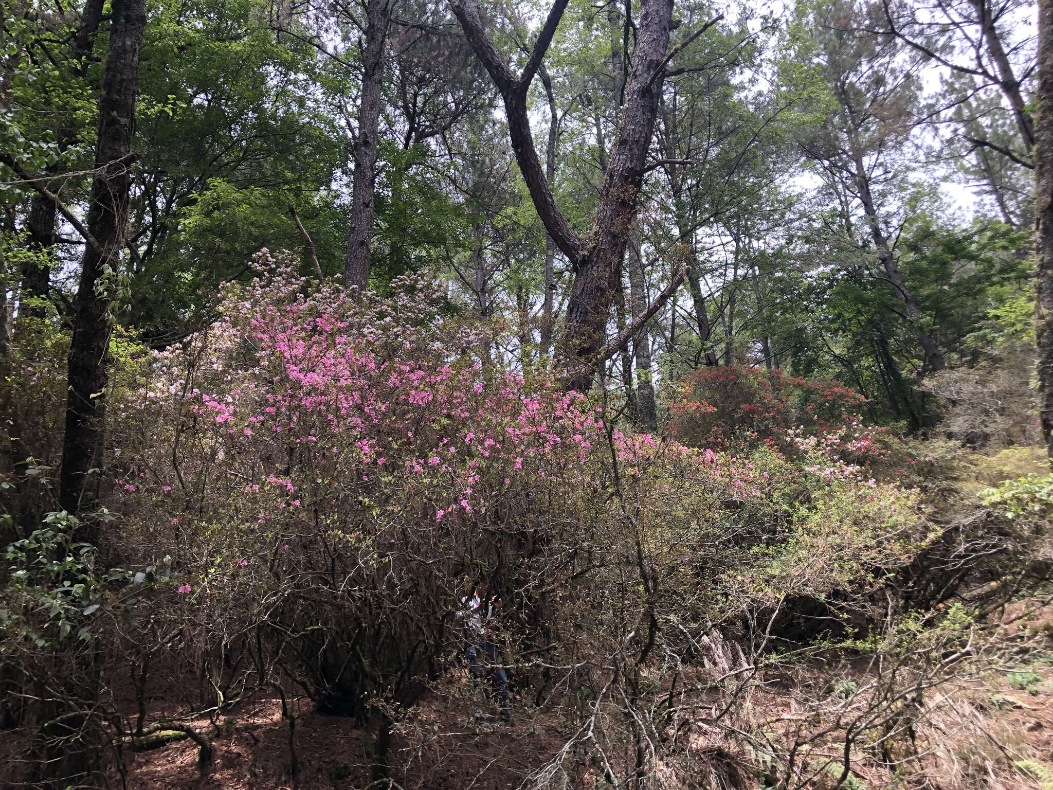 Imagem de Rhododendron rubropilosum Hayata