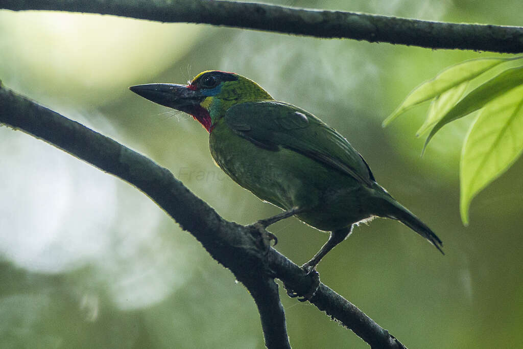 Image of Red-throated Barbet