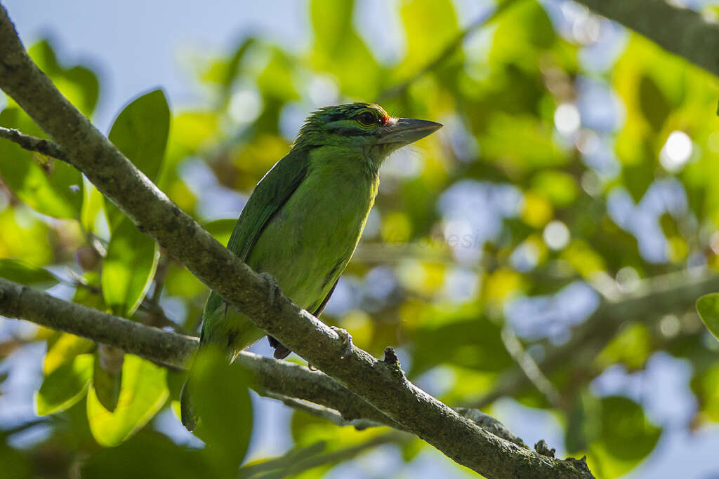 Image of Moustached Barbet