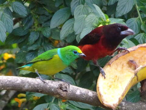 Image of Blue-naped Chlorophonia