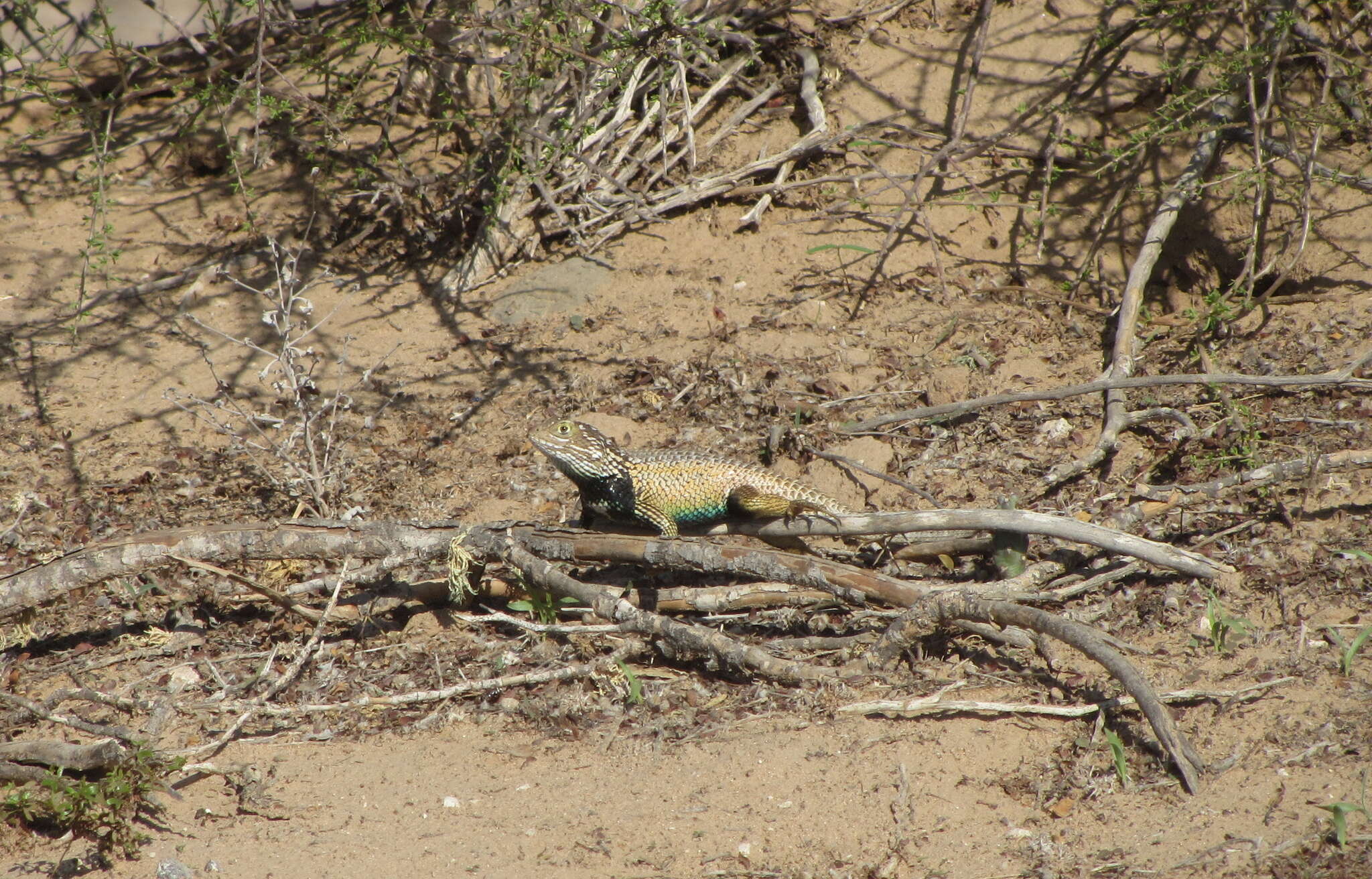 Image of Baja California Spiny Lizard