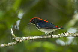 Image of Scarlet-backed Flowerpecker