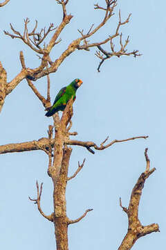 Plancia ëd Poicephalus gulielmi (Jardine 1849)