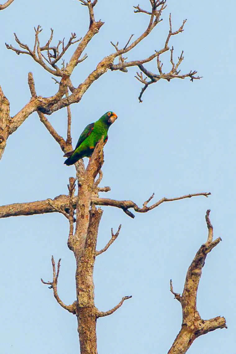 Image of Jardine's Parrot