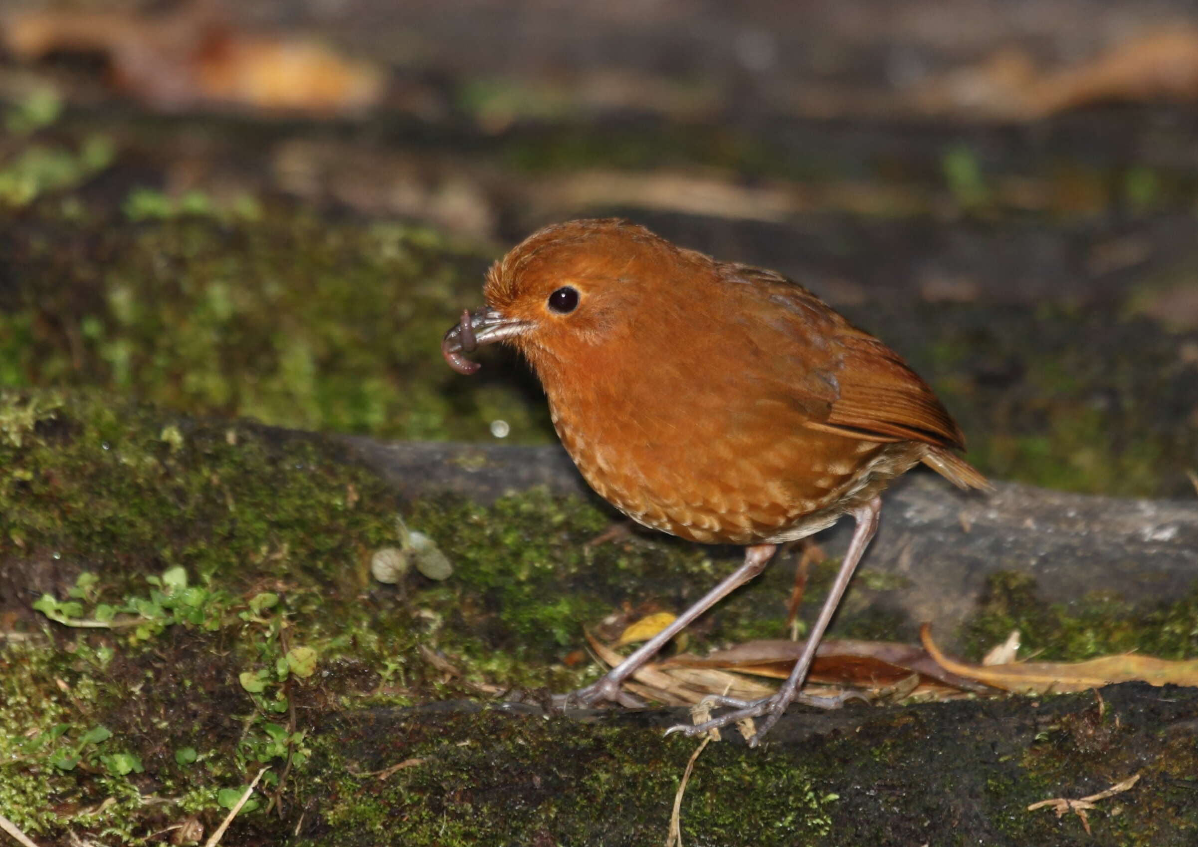 Image of Rufous Antpitta