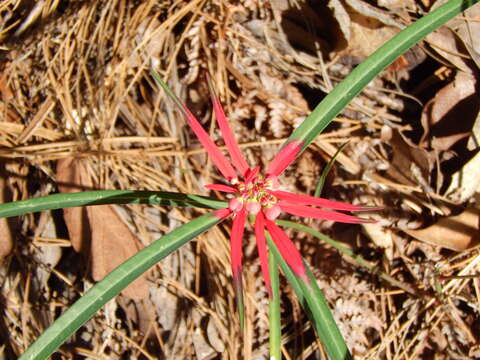 Euphorbia colorata Engelm. resmi