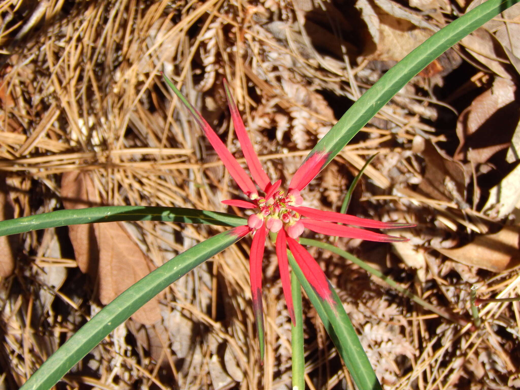 Euphorbia colorata Engelm. resmi