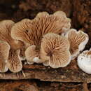 Image of Entoloma depluens (Batsch) Hesler 1967