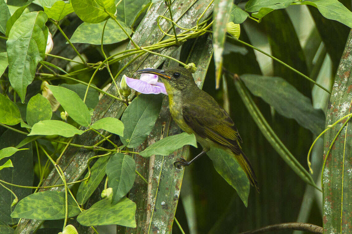 Image of Olive Sunbird