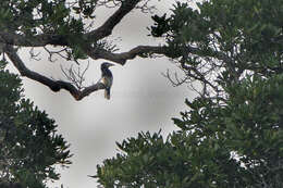 Image of Brown-cheeked Hornbill