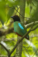 Image of Hooded Pitta