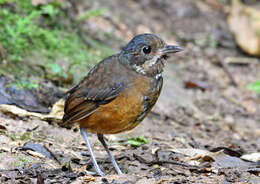 Image of Moustached Antpitta