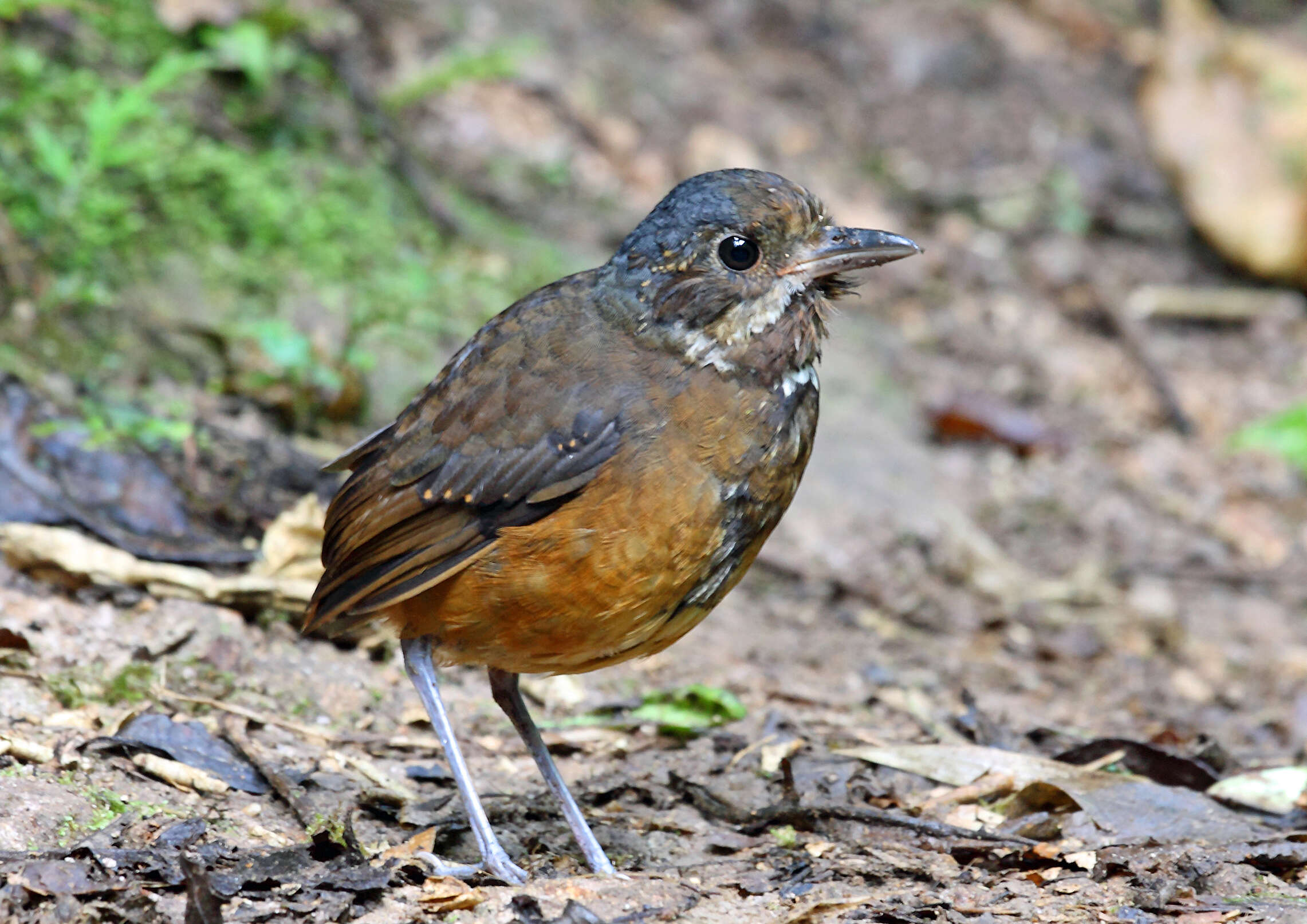 Image of Moustached Antpitta