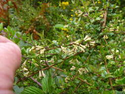 Sivun Lonicera pileata var. yunnanensis (Franch.) Bernd Schulz kuva