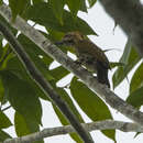 Image of Melancholy Woodpecker