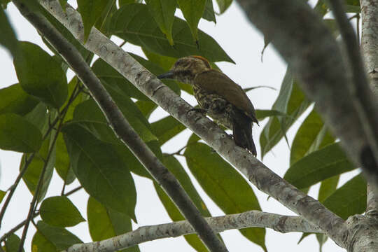 Imagem de Dendropicos lugubris Hartlaub 1857