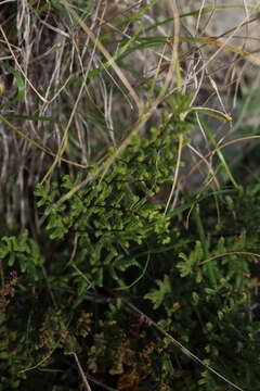 Image of Mulga fern